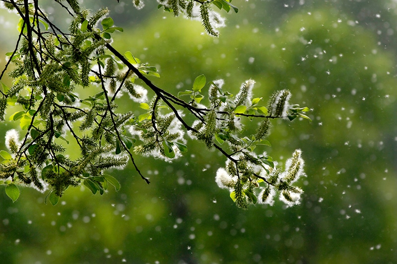 AC & Allergies - Pollen falling off a tree branch.