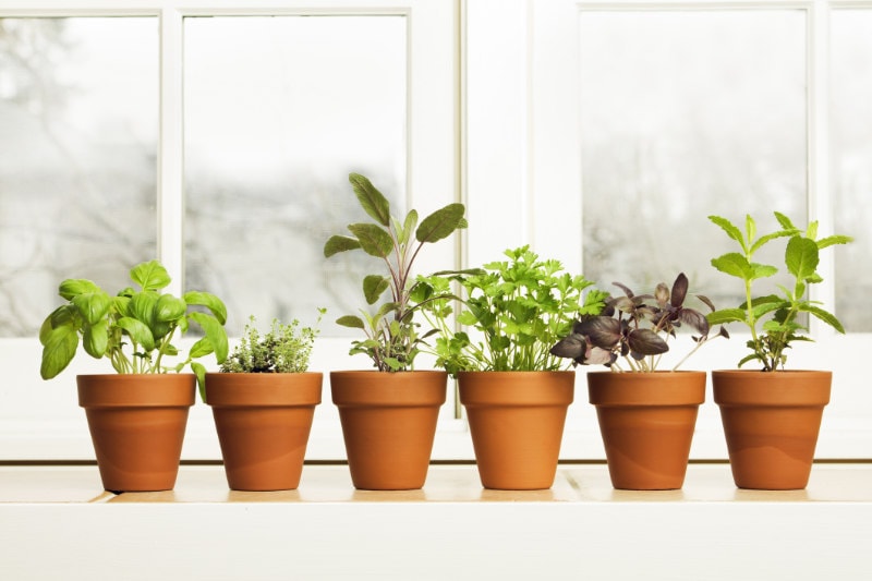 Controlling Humidity in Your Home - A potted herb garden by the kitchen window.