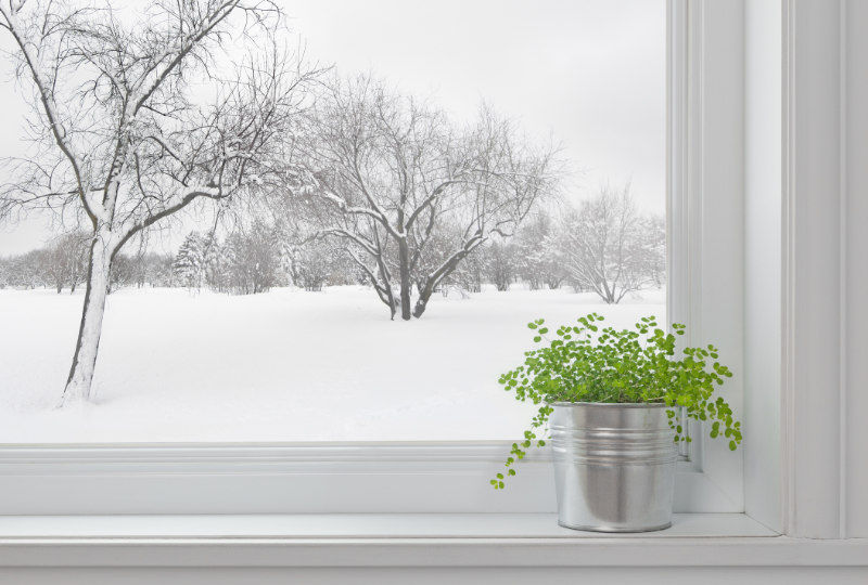 Winter landscape seen through the window, and green plant